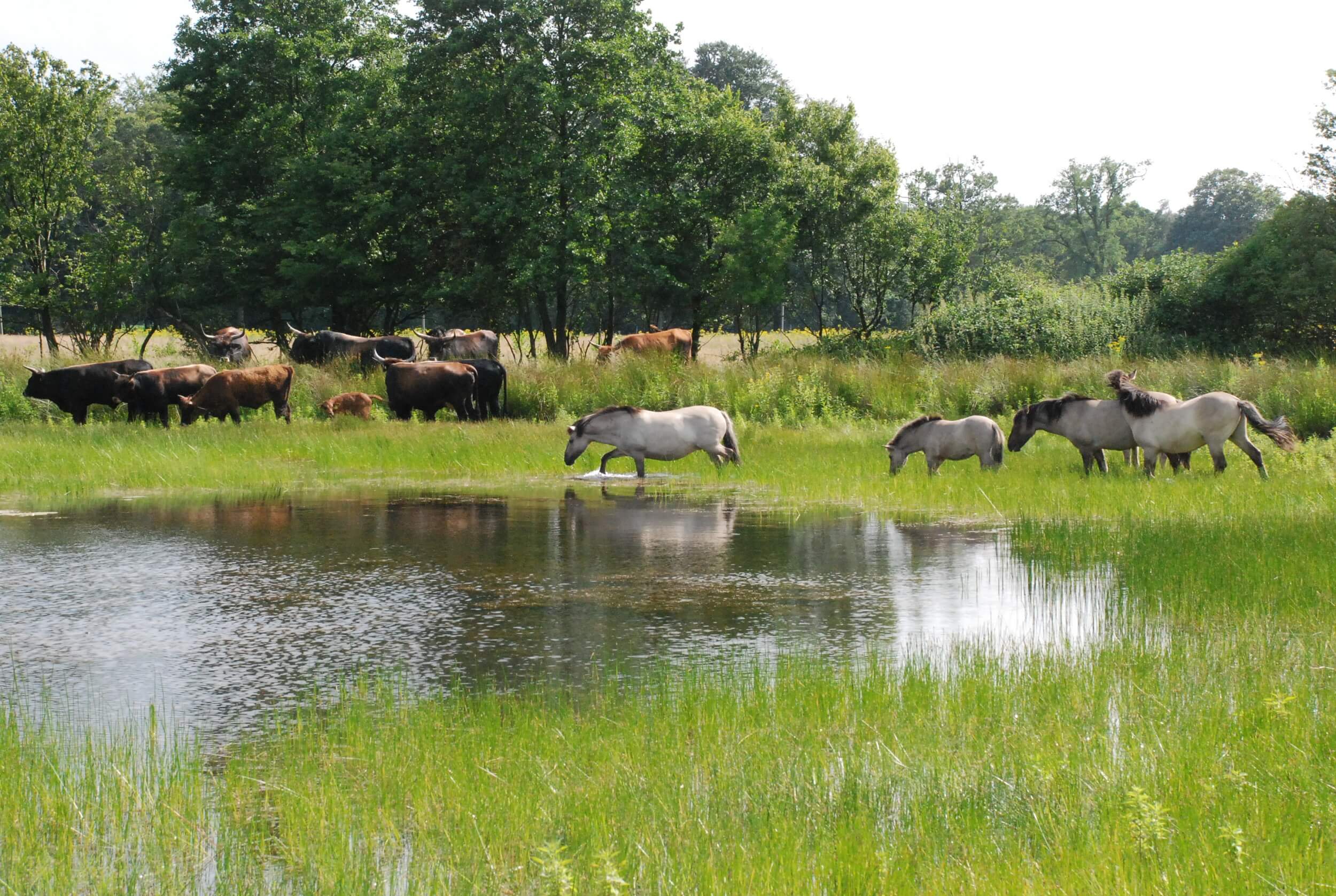 Mehrere weiße Pferde und braunschwarze Rinder sind auf einer Weidelandschaft hinter einem kleinen See zu sehen.